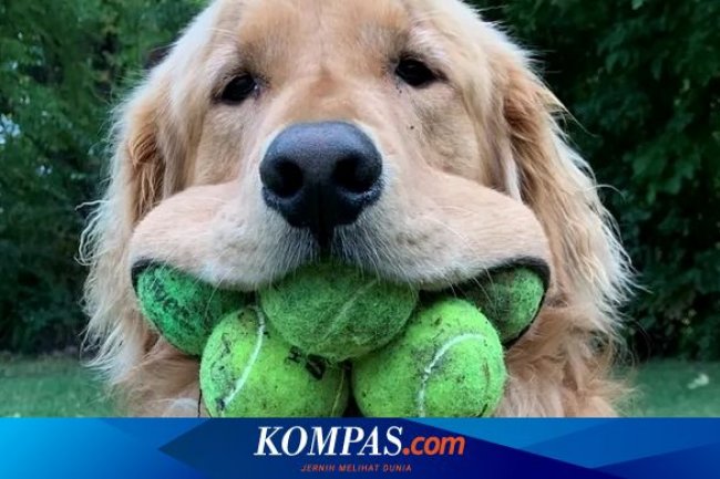 Hewan Apakah yang Punya Mulut Paling Lentur di Dunia?