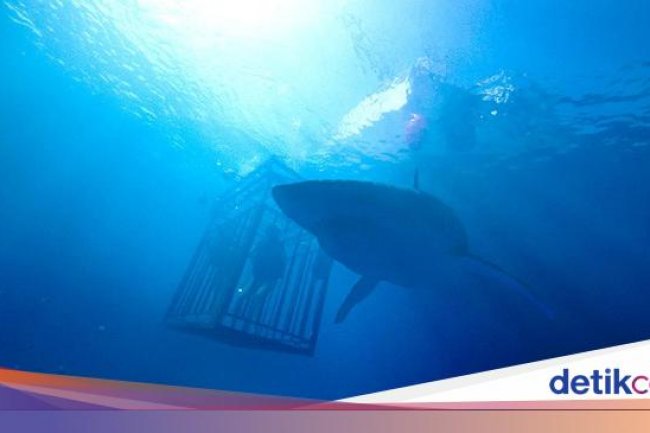 Sinopsis Film 47 Meters Down, Saat Liburan Berubah Jadi Teror