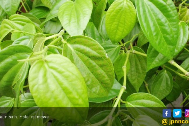 3 Manfaat Daun Sirih, Bantu Obati Radang Prostat