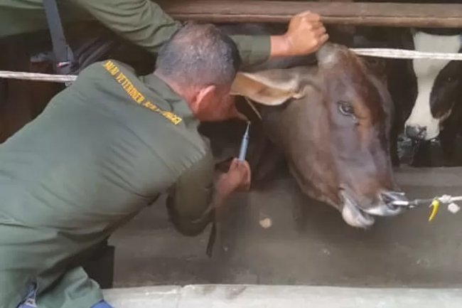 Balai Veteriner Ambil Sampel Darah Sapi
