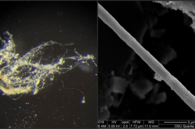 Ajaib, Ilmuwan Temukan Bakteri yang Bisa Menyalakan Lampu!