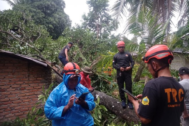 Hujan dan Angin Kencang Sebabkan Pohon Tumbang di Enam Titik di Kota Padang