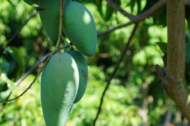 3 Manfaat Daun Mangga, Ampuh Obati Penyakit Diabetes