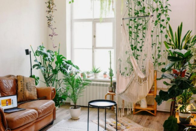 Tanpa Ribet, 7 Tanaman Ini Bisa Hilangkan Bau Tak Sedap Secara Alami