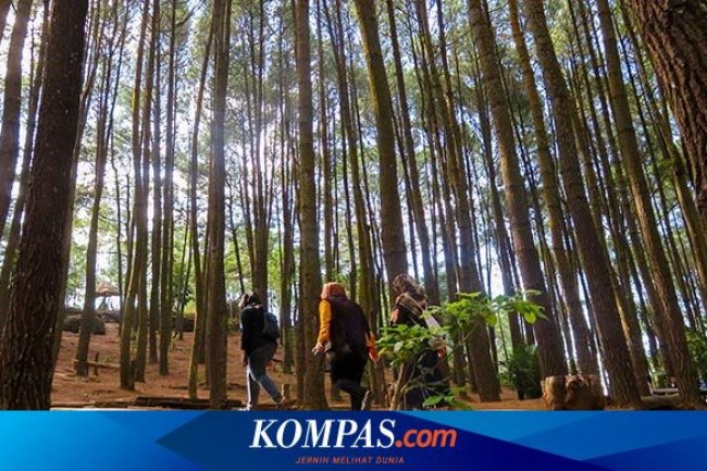 Benarkah Pohon Bisa “Berbicara” Saat Gerhana Matahari?