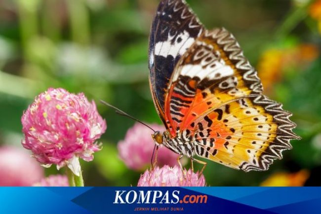 Kepakan Sayap Kupu-Kupu Menginspirasi Desain Drone Masa Depan