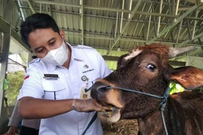 Sebanyak 44 Sapi dan Kerbau di Kudus Sembuh dari PMK