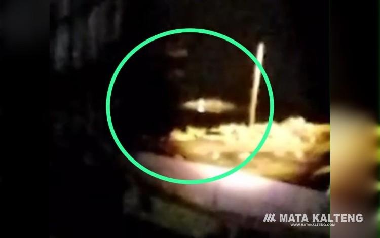 Buaya Besar Teror Kandang Ternak Babi Warga Palangan Kobes