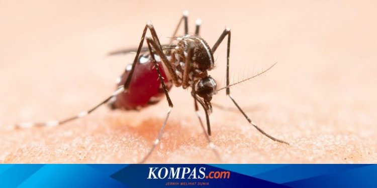 Di Tengah Cuaca Ekstrem, Kasus Penyakit DBD Masih Mendominasi di Surabaya