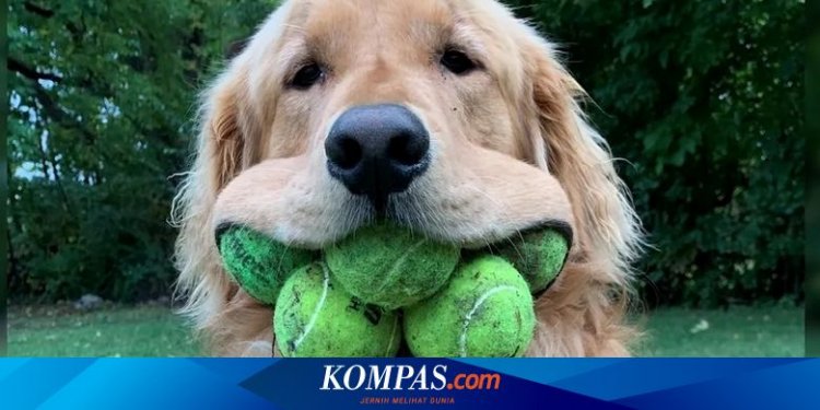 Hewan Apakah yang Punya Mulut Paling Lentur di Dunia?