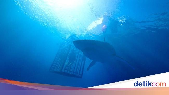 Sinopsis Film 47 Meters Down, Saat Liburan Berubah Jadi Teror