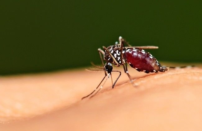 Lagi Ditemukan Kasus, Setahun Aceh Singkil Sandang KLB Malaria - Radio Xtra FM Singkil
