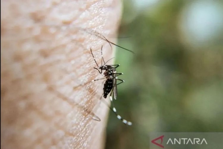 Dinkes Riau catat 17 orang meninggal dunia akibat DBD sejak awal 2025