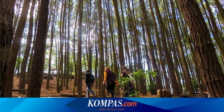 Benarkah Pohon Bisa “Berbicara” Saat Gerhana Matahari?