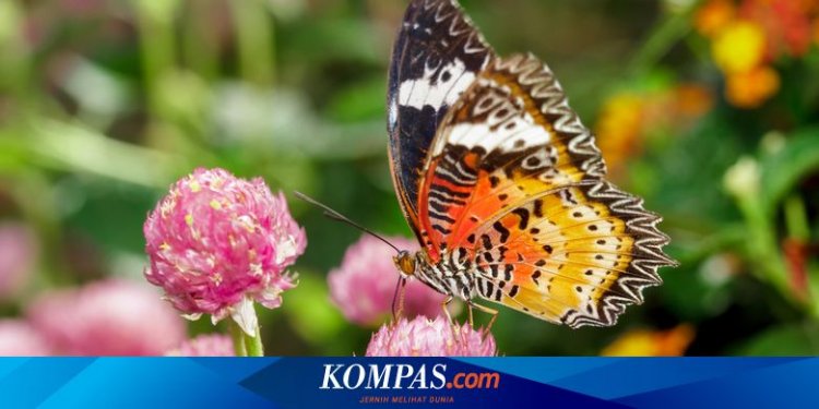 Kepakan Sayap Kupu-Kupu Menginspirasi Desain Drone Masa Depan