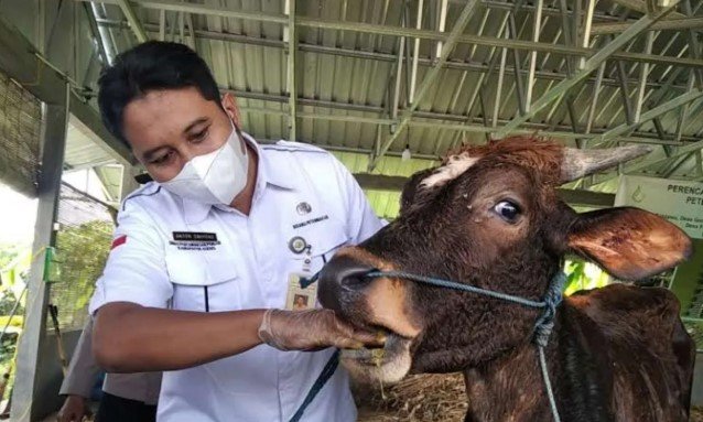 Sebanyak 44 Sapi dan Kerbau di Kudus Sembuh dari PMK