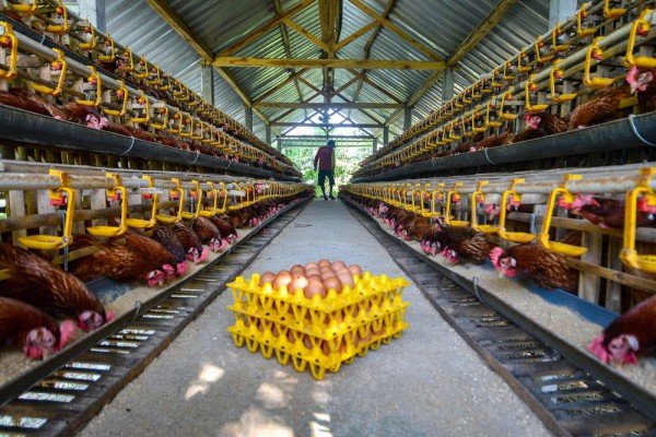 AS Batalkan Dana Rp11,4 Triliun untuk Vaksin Flu Burung Moderna