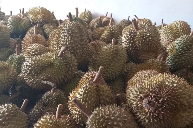 Durian Indonesia Bakal Go Internasional, Ini Negara Tujuannya