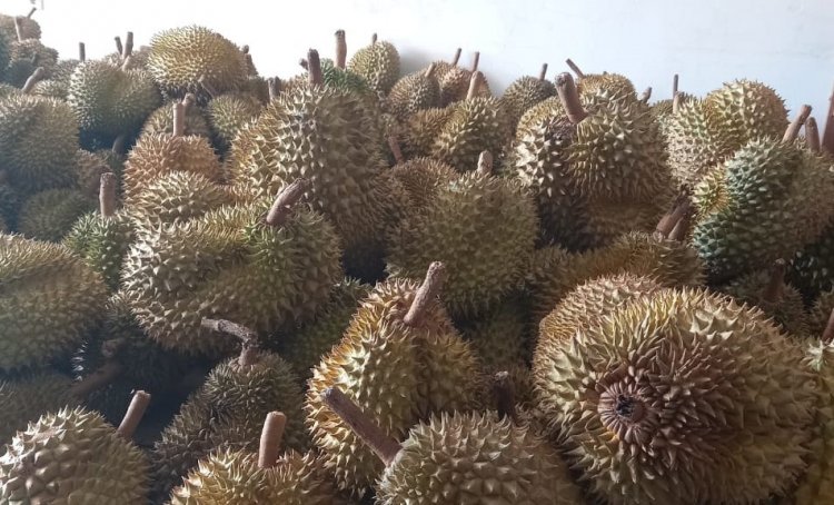 Durian Indonesia Bakal Go Internasional, Ini Negara Tujuannya