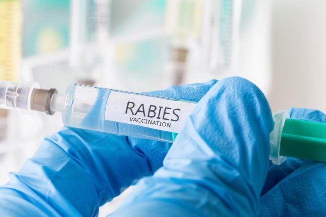Warning dari Bangkok, Kasus Rabies Lagi 'Ngamuk'! Ini Pesan untuk Wisatawan