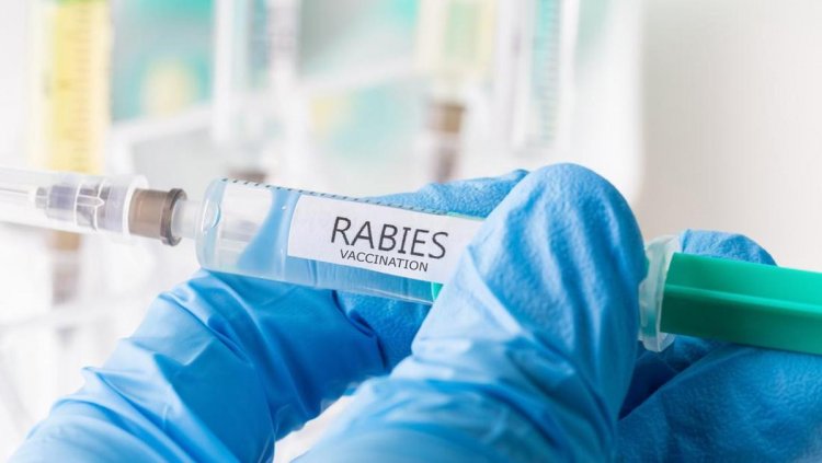 Warning dari Bangkok, Kasus Rabies Lagi 'Ngamuk'! Ini Pesan untuk Wisatawan
