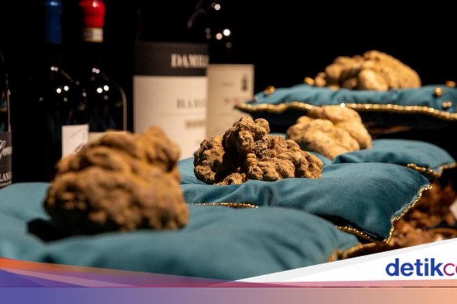 Truffle Putih Raksasa Terjual Rp1,9 Miliar di Lelang Internasional