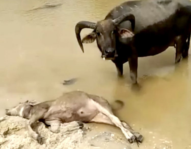 Ternak Sapi dan Kerbau Mati Mendadak di Kuansing, Diduga Terjangkit Penyakit Ngorok