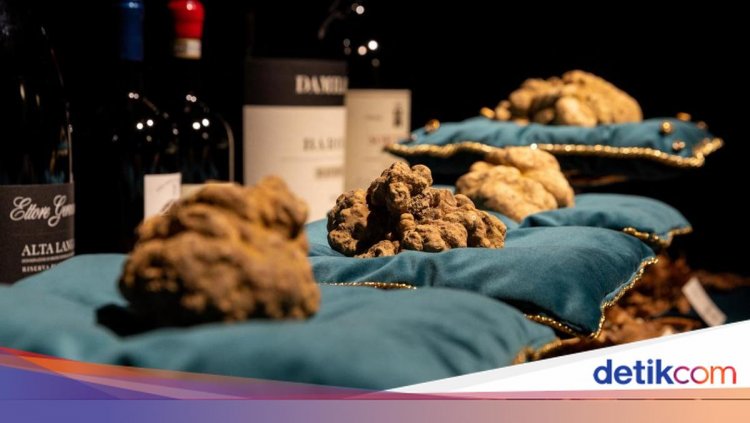 Truffle Putih Raksasa Terjual Rp1,9 Miliar di Lelang Internasional