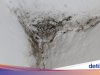 Jangan Anggap Remeh, Adanya Black Mold Bisa Bikin Harga Rumah Anjlok!