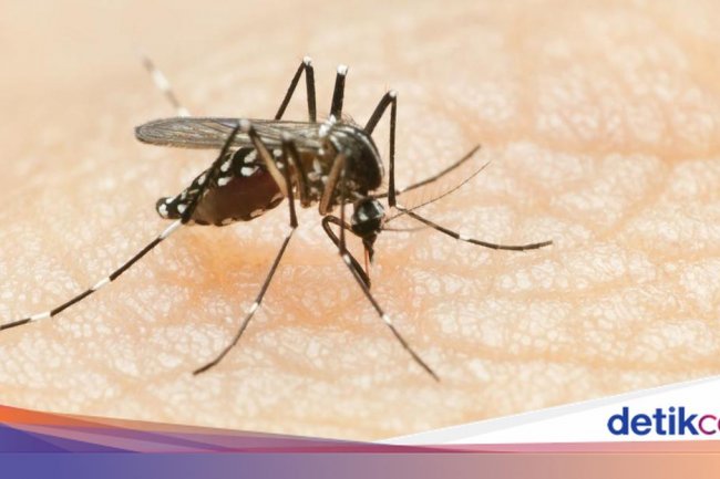 Kasus DBD di Sumsel Naik, Puncaknya Diprediksi Januari 2026