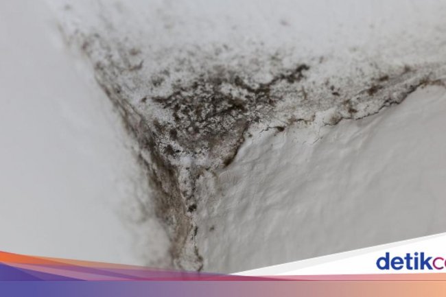 Jangan Anggap Remeh, Adanya Black Mold Bisa Bikin Harga Rumah Anjlok!