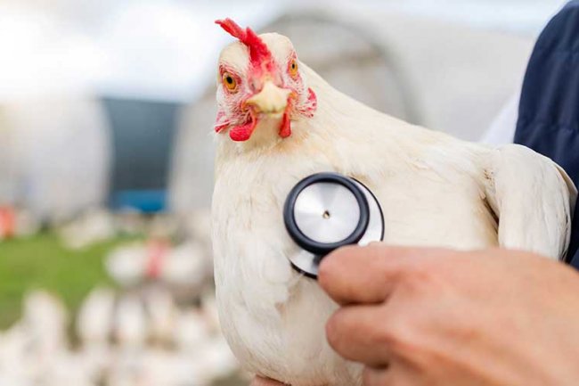 USDA: Sapi Perah di AS Terdeteksi Terinfeksi Flu Burung