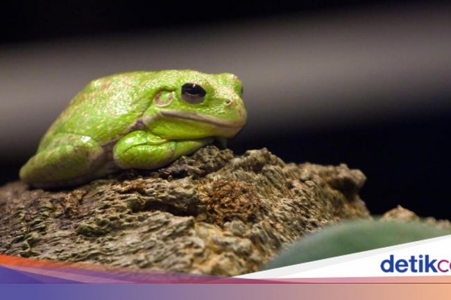 Ilmuwan Jepang Teliti Bakteri Usus Katak untuk Sembuhkan Kanker Ganas