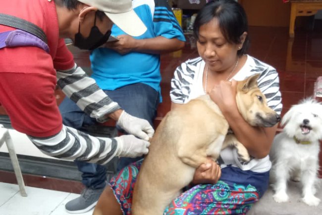 Puluhan Ribu HPR di Badung Tervaksin Rabies di 2025