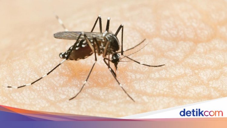 Kasus DBD di Sumsel Naik, Puncaknya Diprediksi Januari 2026