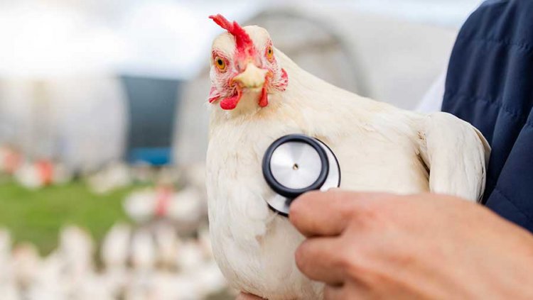 USDA: Sapi Perah di AS Terdeteksi Terinfeksi Flu Burung