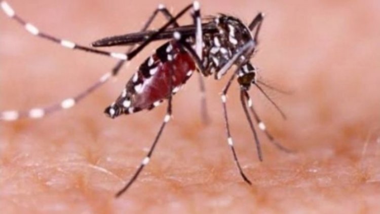 Waspada Puncak Musim Hujan, Ini Cara Efektif Cegah DBD