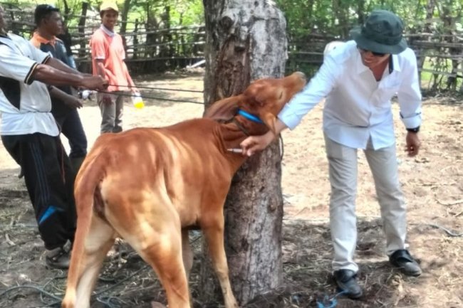 36.300 Ekor Ternak di Dompu Divaksin PMK
