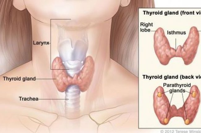 Dokter: Benjolan di Leher tidak Selalu Kelainan Tiroid