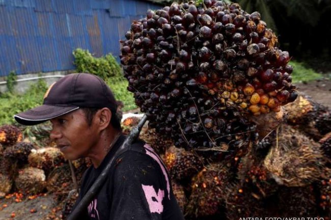 Pungutan Ekspor Sawit Naik Jadi 12,5%, Investor CPO Wajib Tahu Dampaknya