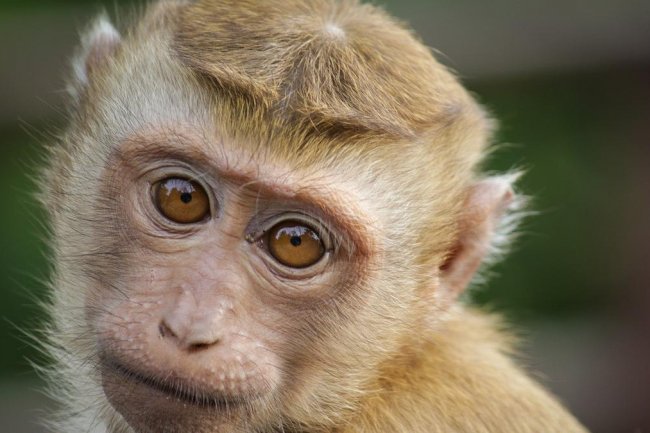 Gigitan Monyet di Phuket Thailand Berpotensi Tularkan Rabies, Wisatawan Wajib Waspada