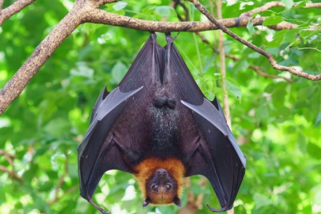 UNDRR: Perubahan Iklim Tingkatkan Risiko Penyebaran Virus Nipah di Asia