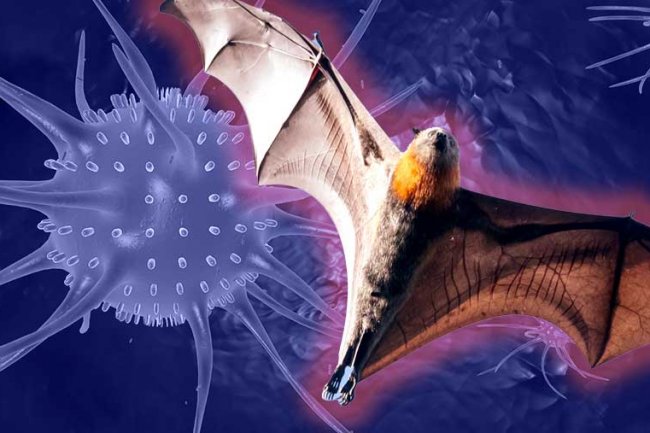 Menkes Siapkan Reagen PCR untuk Antisipasi Virus Nipah Masuk RI