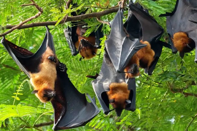 Virus Nipah: Ancaman Zoonosis dari Hutan hingga Manusia