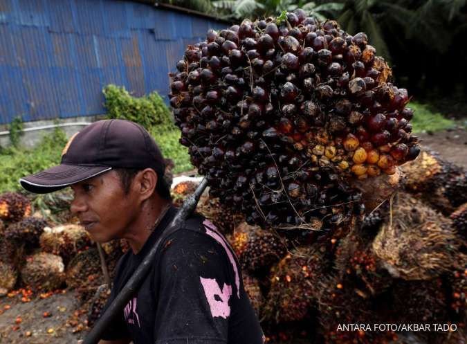 Pungutan Ekspor Sawit Naik Jadi 12,5%, Investor CPO Wajib Tahu Dampaknya