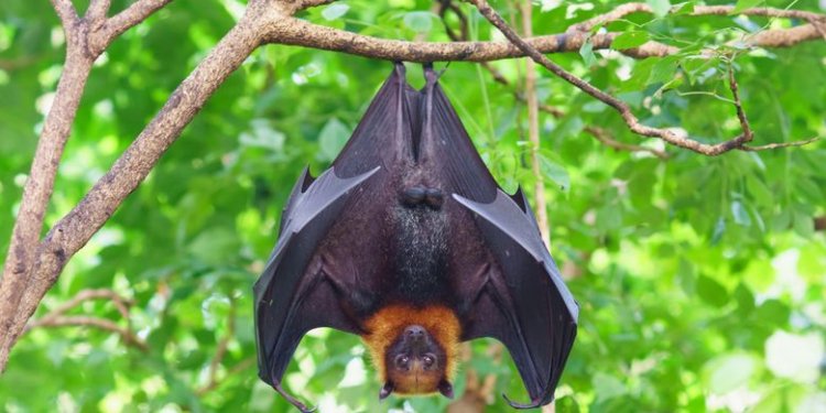 UNDRR: Perubahan Iklim Tingkatkan Risiko Penyebaran Virus Nipah di Asia