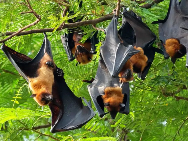 Virus Nipah: Ancaman Zoonosis dari Hutan hingga Manusia