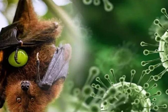 Diimbau Tetap Waspada, NTB Pastikan Belum Ada Kasus Positif Virus Nipah