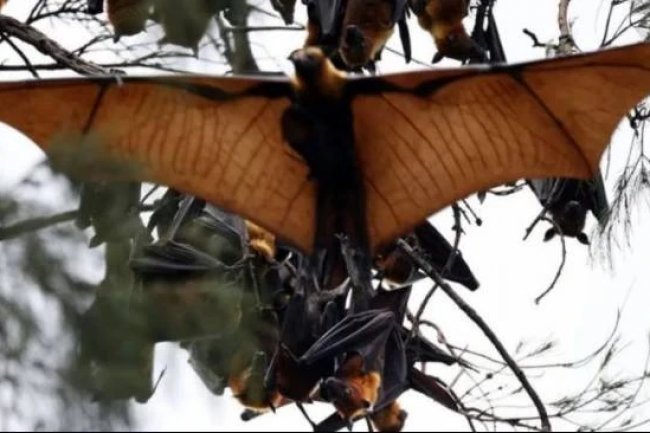 Waspada Virus Nipah, Warga Pamekasan Diperingatkan Tak Makan Buah Bekas Gigitan Kelelawar