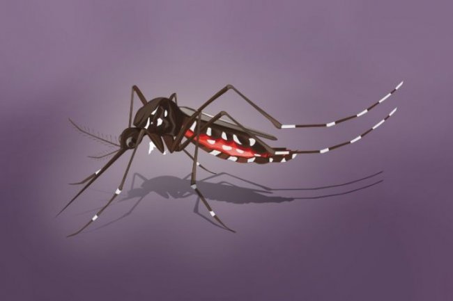 Jumlah Pasien DBD Meninggal Menurun Signifikan